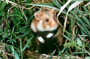 Францию будут судить [за исчезновение больших хомяков]