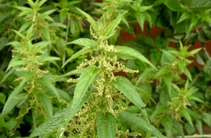 В Британии 1000 человек [ели крапиву на скорость]