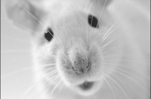 Крысий остров на Аляске [избавили от крыс]