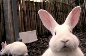 В Латвии появился [«курорт» для кроликов]