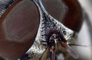 Обаме прислали [гуманную ловушку для мух]