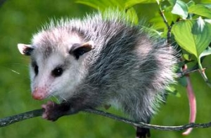 Полицейский спас [опоссума из автомата с газировкой]