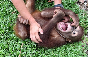 Смеху исполнилось [10 миллионов лет]