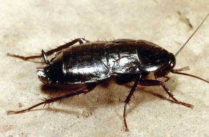 Израильский политик [нашел тарелке таракана, что вызвало скандал]