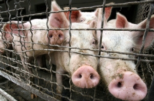 [Свиной грипп] зафиксирован в ста странах мира