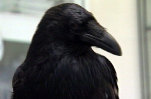 Агрессивная ворона [терроризирует жителей Пурвциемса]