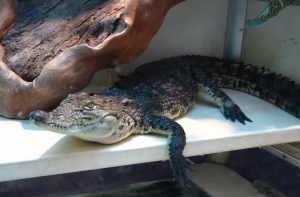 [Крокодилицу Кроксне возьмет к себе] другой зоопарк