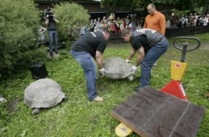 В зоопарке взвесили [галапагосских черепах]