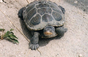 Черепахи [парализовали работу аэропорта] Нью-Йорка