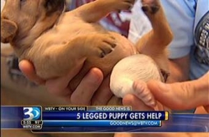 Хозяин нью-йоркского «шоу уродов» [затребует 5-ногого щенка через суд]