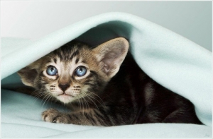 У [кошек и собак] появились свои самолеты