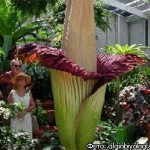 Составлен список [самых уродливых цветов в мире]