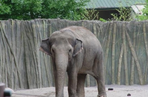 Из-за кризиса [в Рижский зоопарк не вернутся слоны]