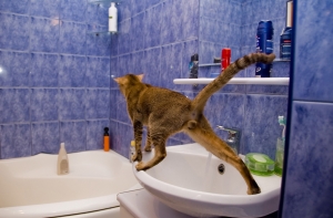 Ученые нашли у кошек и котов [любимые лапы]