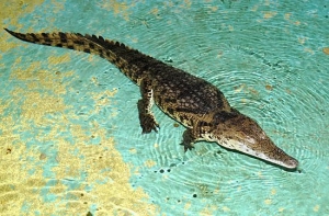 Рижский крокодил [нападает на посетителей]