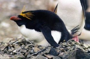 [Пингвин-гей] сменил ориентацию