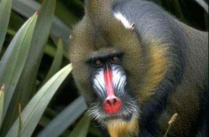 [Дрезденский зоопарк заставили] переименовать мандрила Обаму