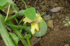 Европа вернула на прилавки [«уродливые» овощи и фрукты]