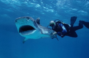 В море у Вентспилса [видели акулу]