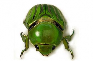 Ученые нашли [в скарабеях жидкие кристаллы]