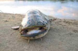 [Вентспилчане поймали в Даугаве] сома весом 72 кг