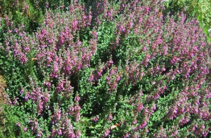 В Даугавпилсе нашли [исчезнувшее растение]