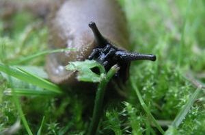 [Испанские лесные улитки] угрожают сельскому хозяйству Латвии