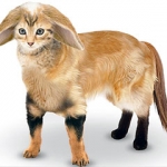 «Идеальное домашнее животное» [совместило кролика, кошку, ретривера и лошадь]