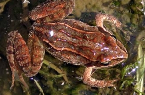 Запретили добывать лягушек [с помощью взрывчатки]