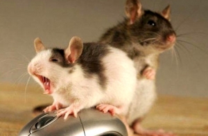 Японские ученые [вырастили новый зуб] на месте вырванного