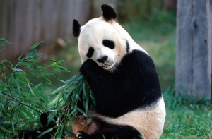 [Дикие панды могут вымереть] через три поколения