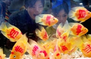 Китайцы [татуируют рыбок]