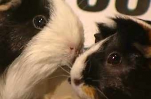 Две морские свинки [попали в Книгу рекордов Гиннесса]