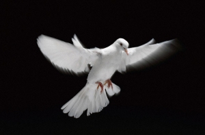 В Пекине [запрещены полеты голубей и воздушных] змеев