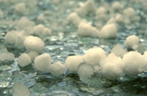 В Вангажи выпал [первый снег]