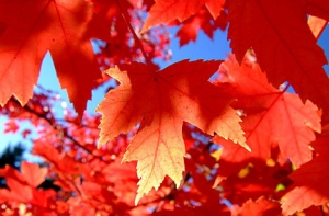 Сентябрь будет [сухим и теплым]