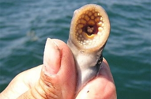 В Эстонии сорваны [гонки с участием миног]