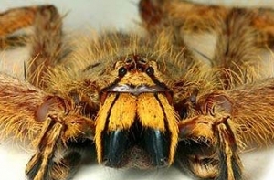 В честь Дэвида Боуи [назвали редкий вид паука]