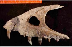 Обнаружены останки [миниатюрного тираннозавра]