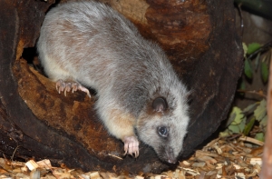 Зоопарку подарили [дымчатых крыс]