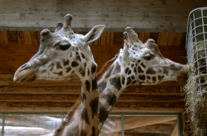 Зоопарк [посетили 411 человек с «животными»] фамилиями