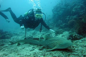 Правительство [Мальдив ушло совещаться под воду]