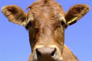 Под Воронежем [уничтожат 14,5 тысяч коров]