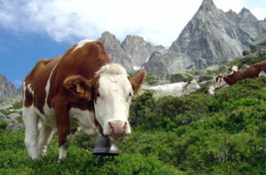 Каждый немец съедает [в течение жизни 1094 животных]