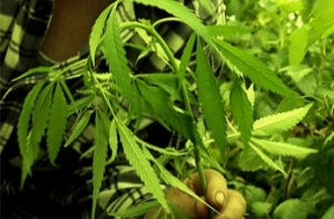 В США не будут [арестовывать за курение марихуаны]