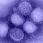 В Латвии от вируса гриппа AH1N1 [умерло еще два человека]