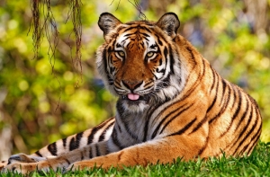 [Шестерых китайцев судят] за съеденного тигра