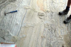 В Новой Зеландии [впервые нашли следы динозавров]