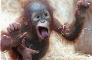 Теорию Дарвина [поддерживают более трети россиян]