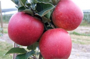 В Австралии вывели [лучшее яблоко в мире]